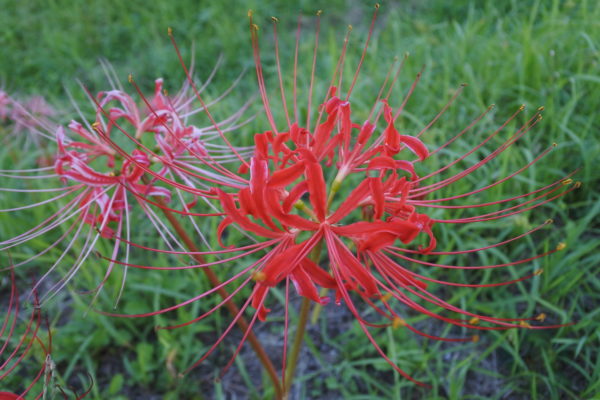 令和5年 地域別最低賃金の改定について（鹿児島県は10/6発効）