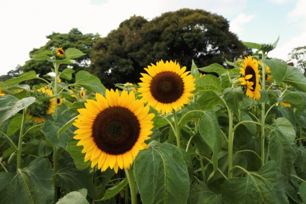 社会保険（健康保険・厚生年金）算定基礎届について