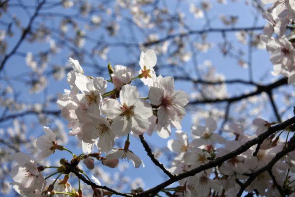 R5年度の社会保険料率等について