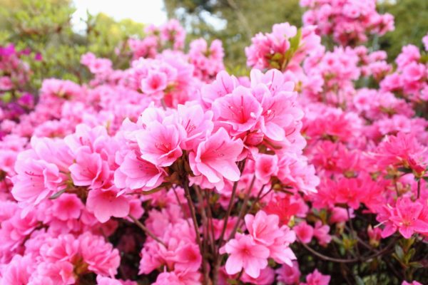 令和5年 労働保険 年度更新 申告について