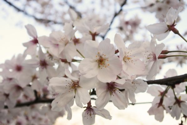 R6年度の社会保険料率等について