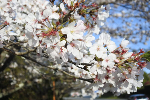 R7年度の社会保険料率等について